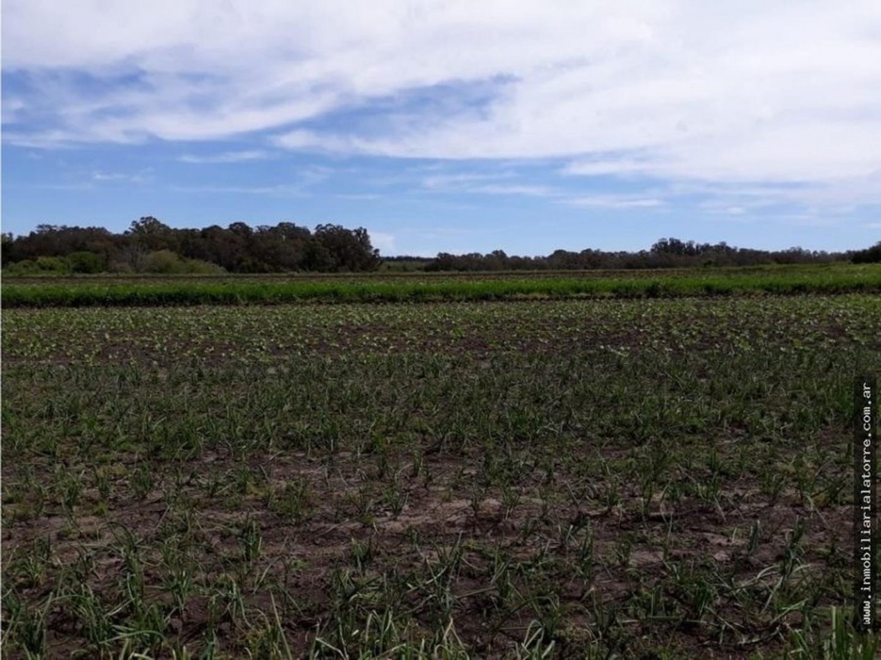 VENDE 11 LOTES, EN BLOCK O SEPARADOS, DE CASI 8 HECTAREAS TOTALES, ZONA LA GLORIA DE LA PEREGRINA , A METROS DE LA RUTA 226